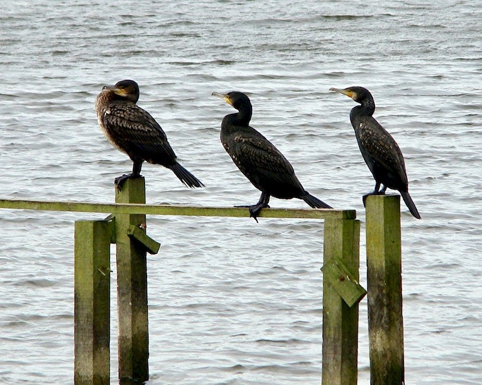 cormorant